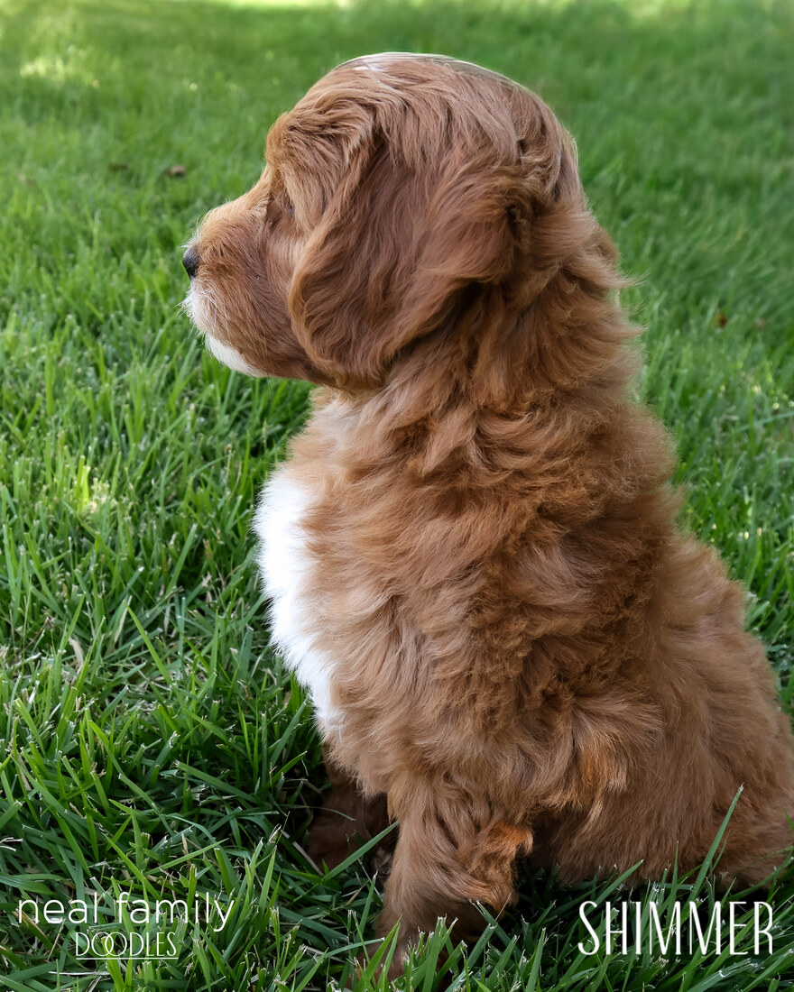 Shimmer 9 weeks 20250907-IMG_6716