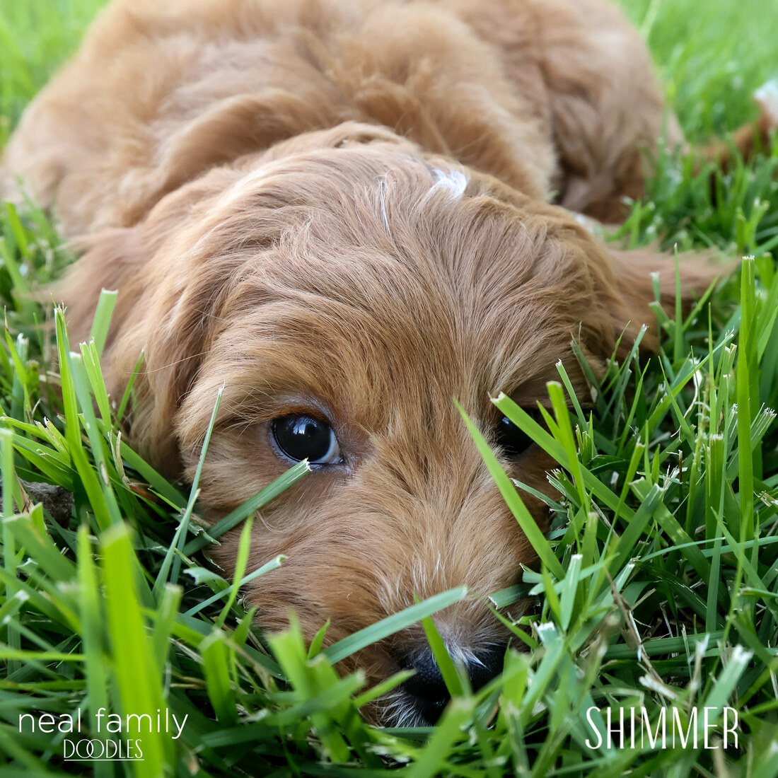 Shimmer 9 weeks 20250907-IMG_6713
