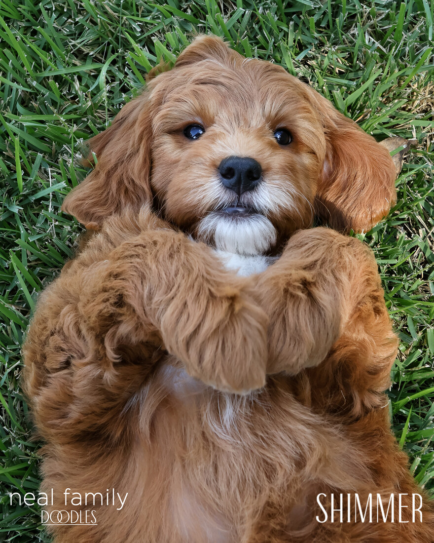 Shimmer 9 weeks 20250907-IMG_6726