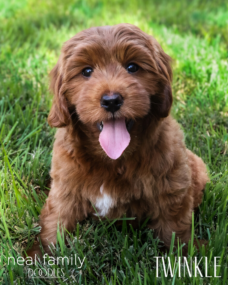 Twinkle 9 weeks 20250907-IMG_6767-2