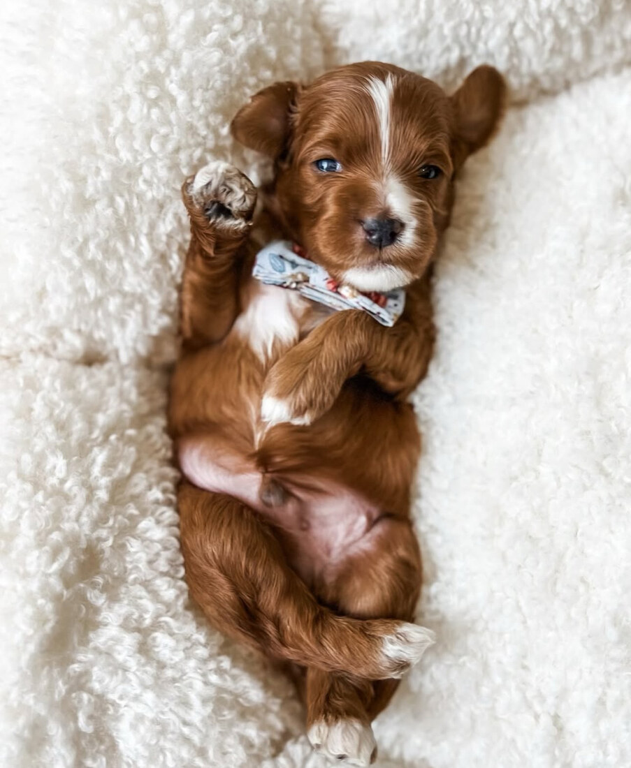 Artisan Harvey - 3 weeks old