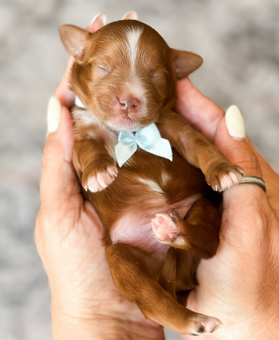 Artisan Harvey - 1 week old