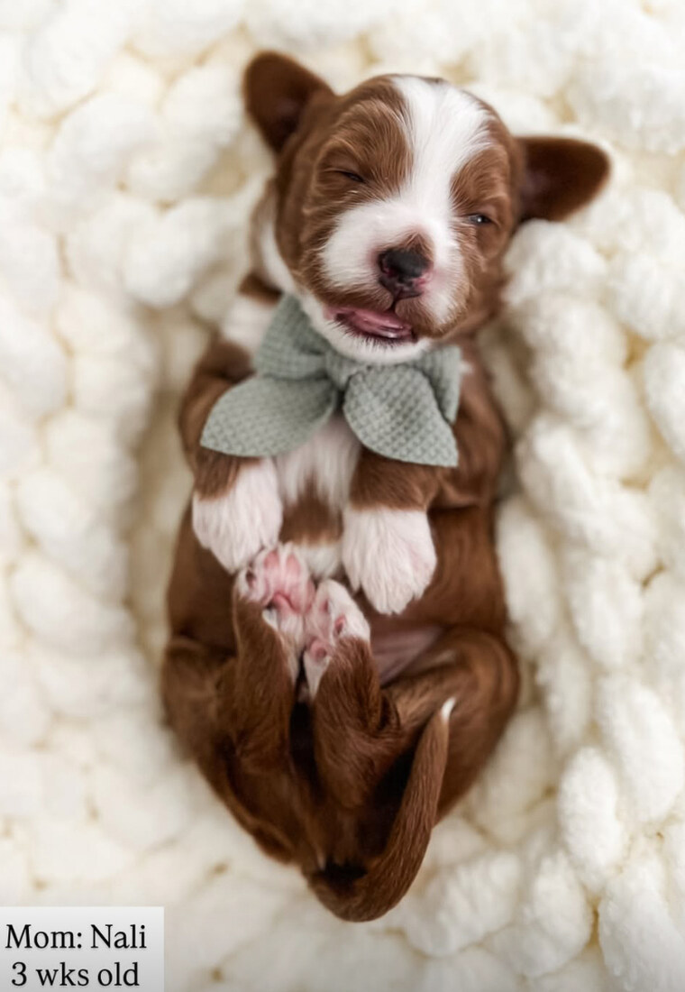 Roman - 3 weeks