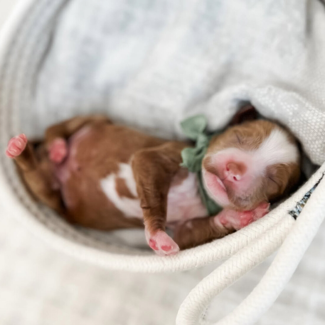 Roman - 2 weeks