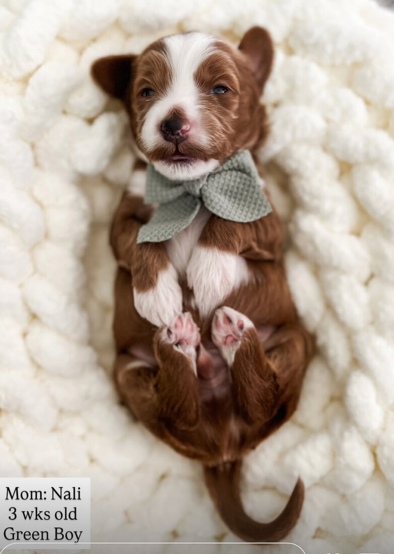 Roman - 3 weeks