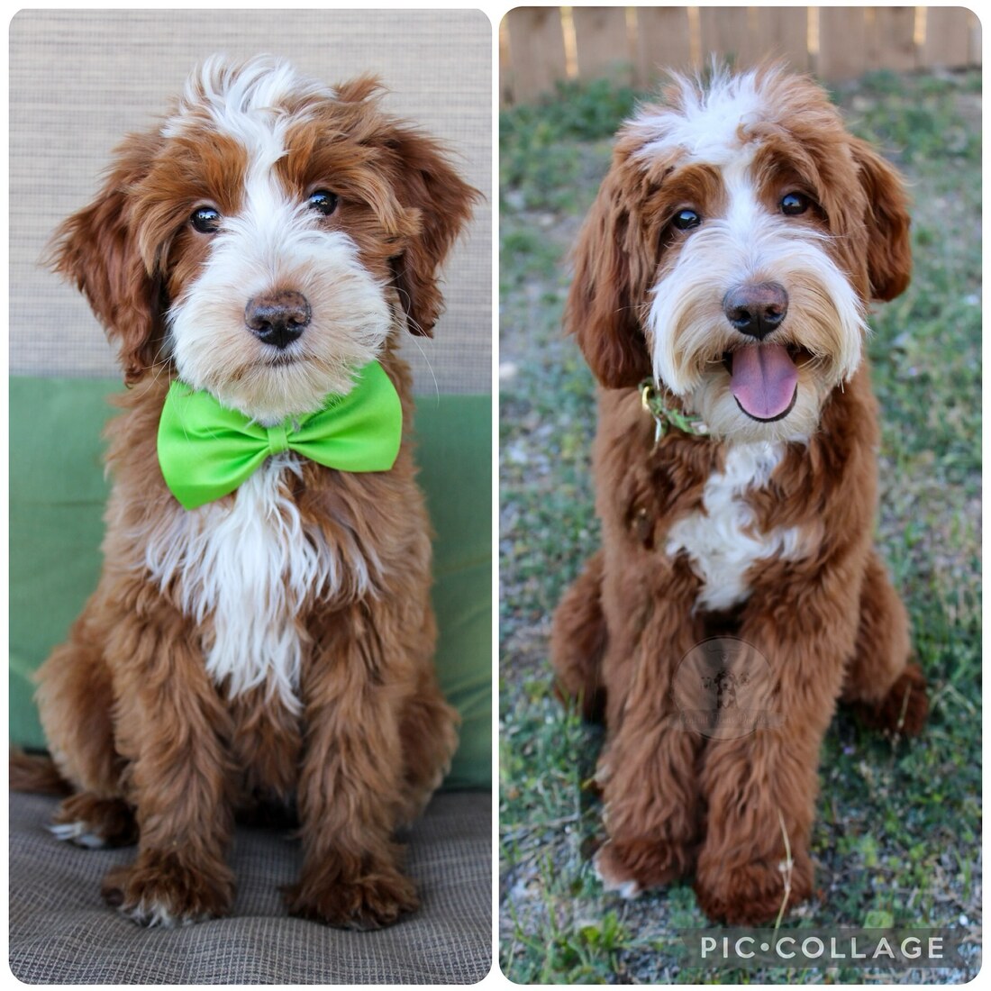 Wrangler 8 weeks -> 7 Months