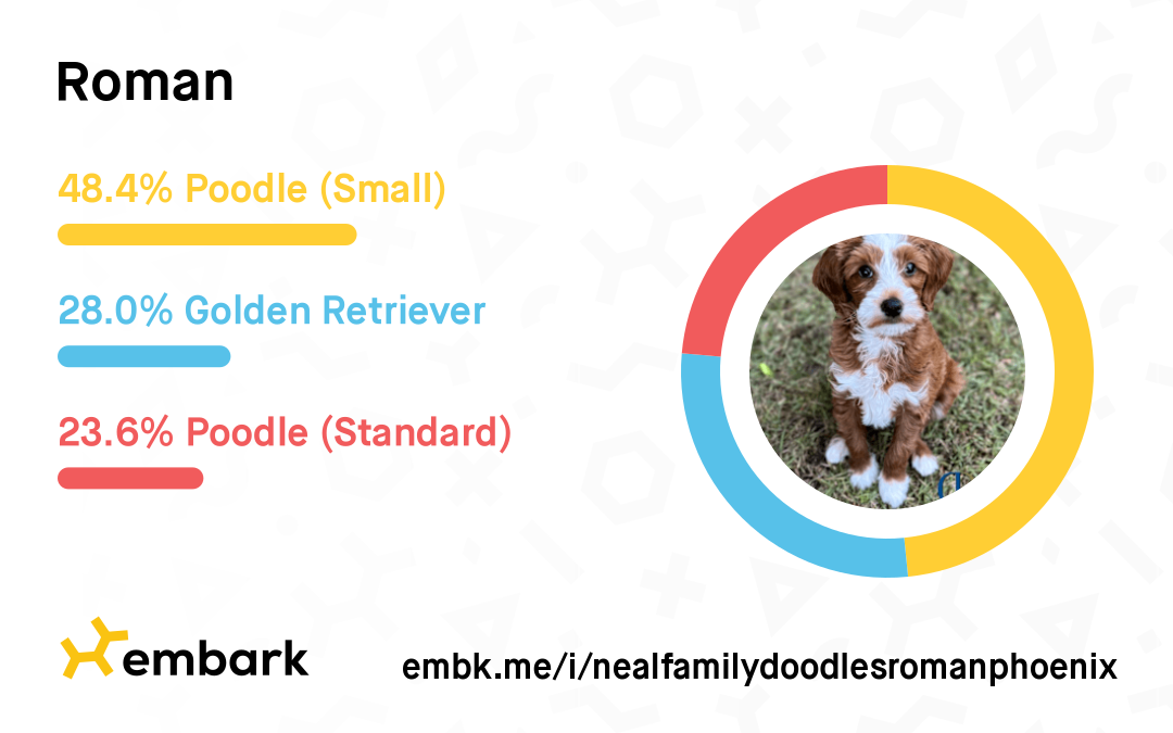 nealfamilydoodlesromanphoenix