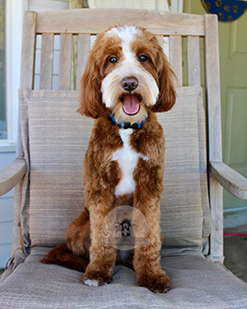 Wrangler IMG_8018 web