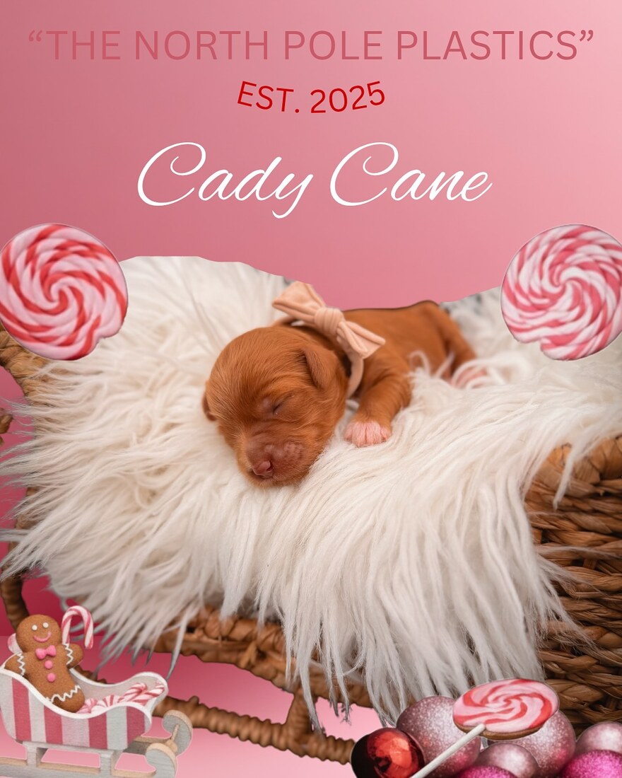 Cady Cane newborn photo