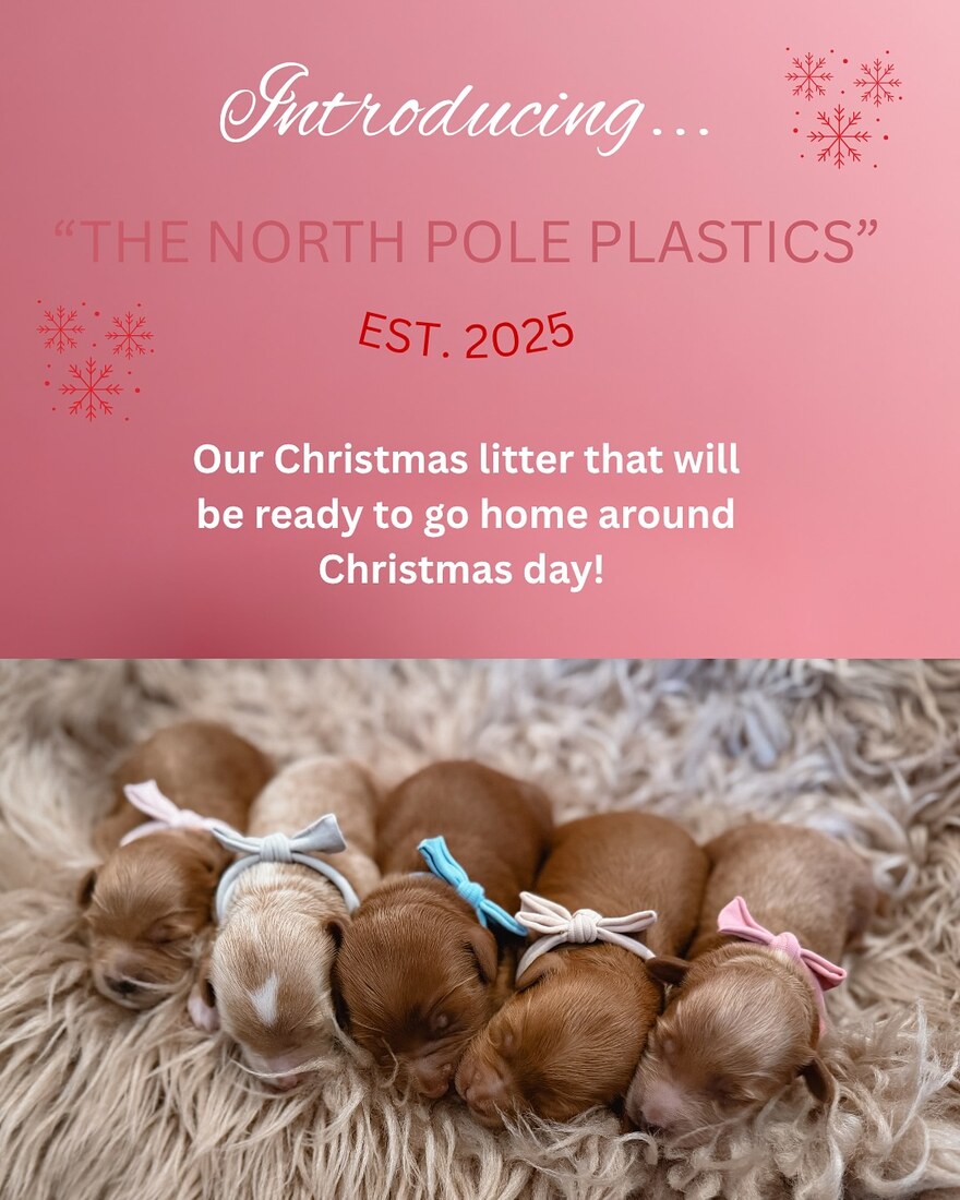 Cady Cane litter photo