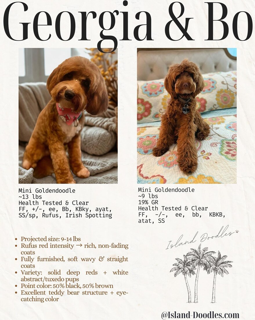 Georgia x Bo litter announcement