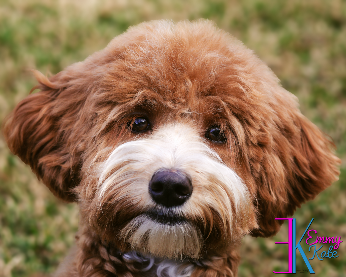 Emmy Kate 1 year photo