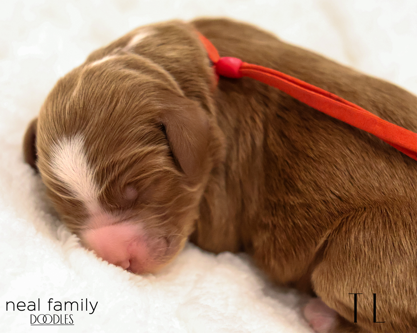 TL 20260129-IMG_9267