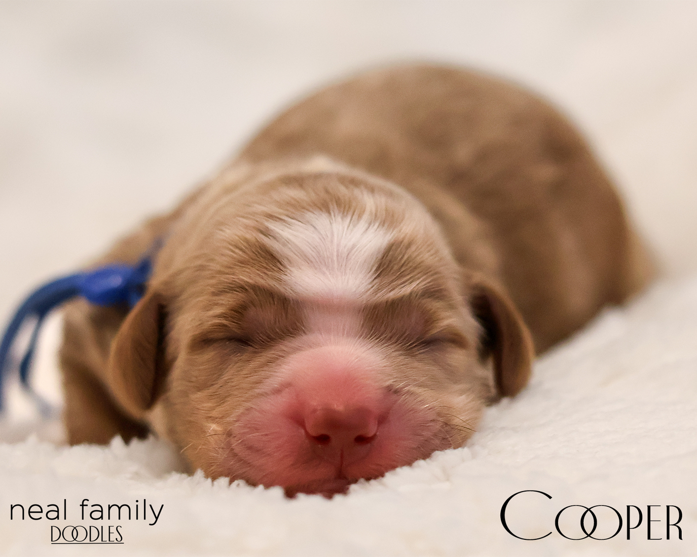 Cooper 20260129-IMG_9289