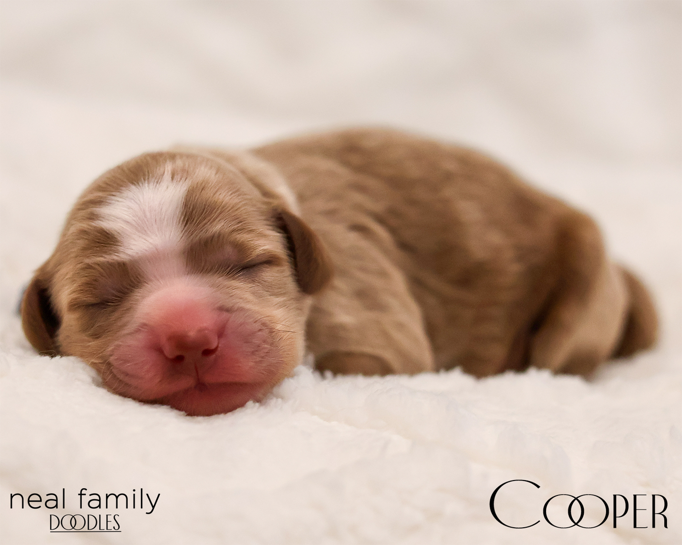 Cooper 20260129-IMG_9302