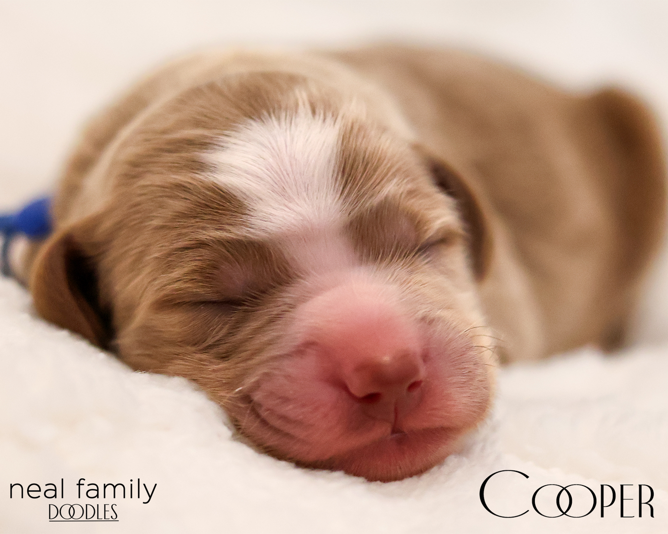 Cooper 20260129-IMG_9313