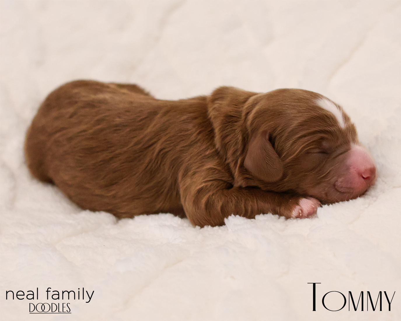 Tommy 20260129-IMG_9230