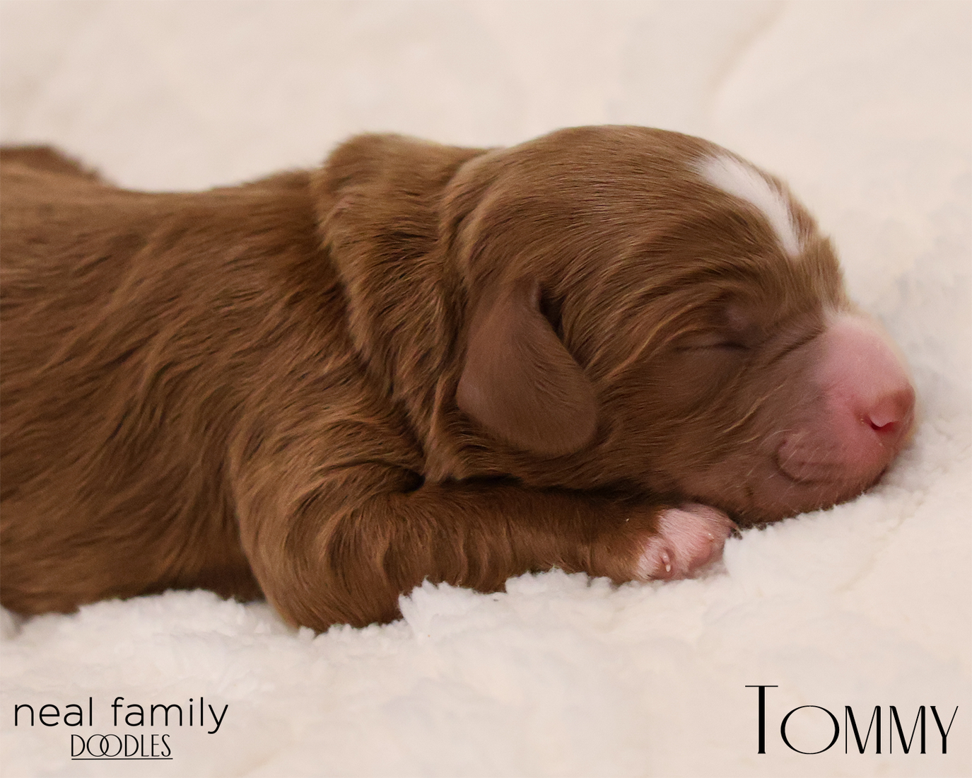 Tommy 20260129-IMG_9228