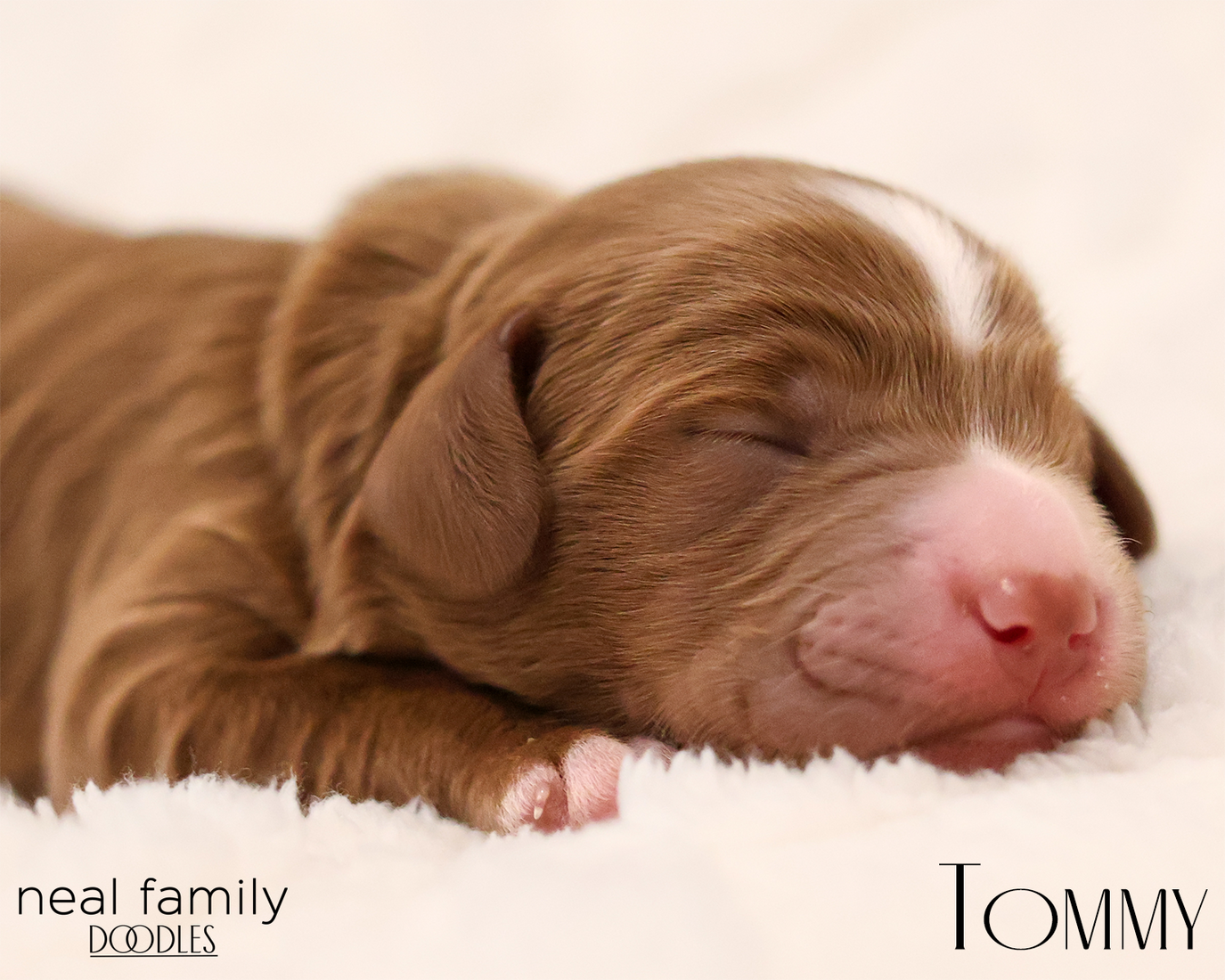 Tommy 20260129-IMG_9238