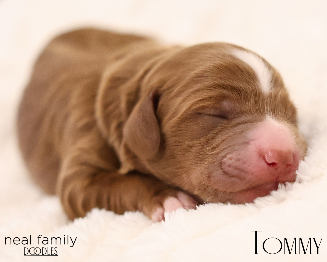 Tommy 20260129-IMG_9246