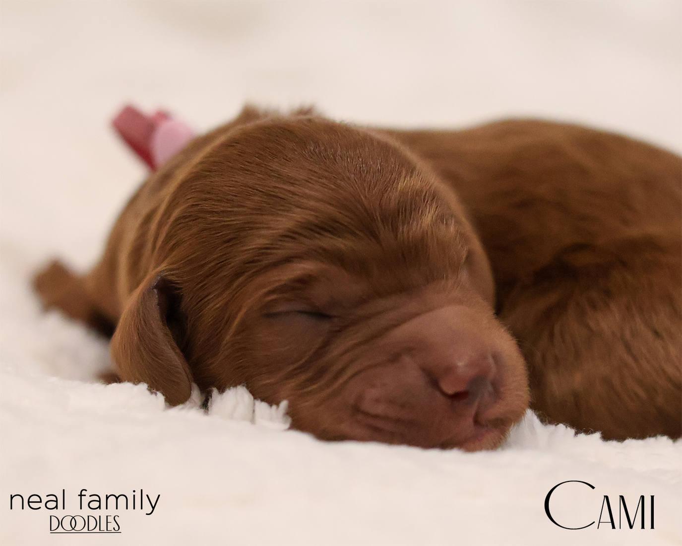 Cami 20260129-IMG_9161