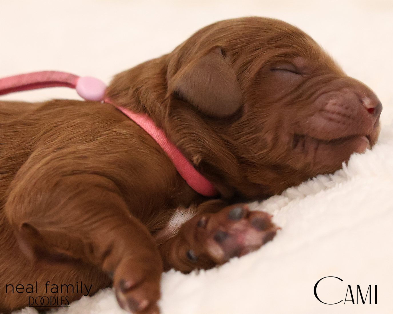 Cami 20260129-IMG_9133