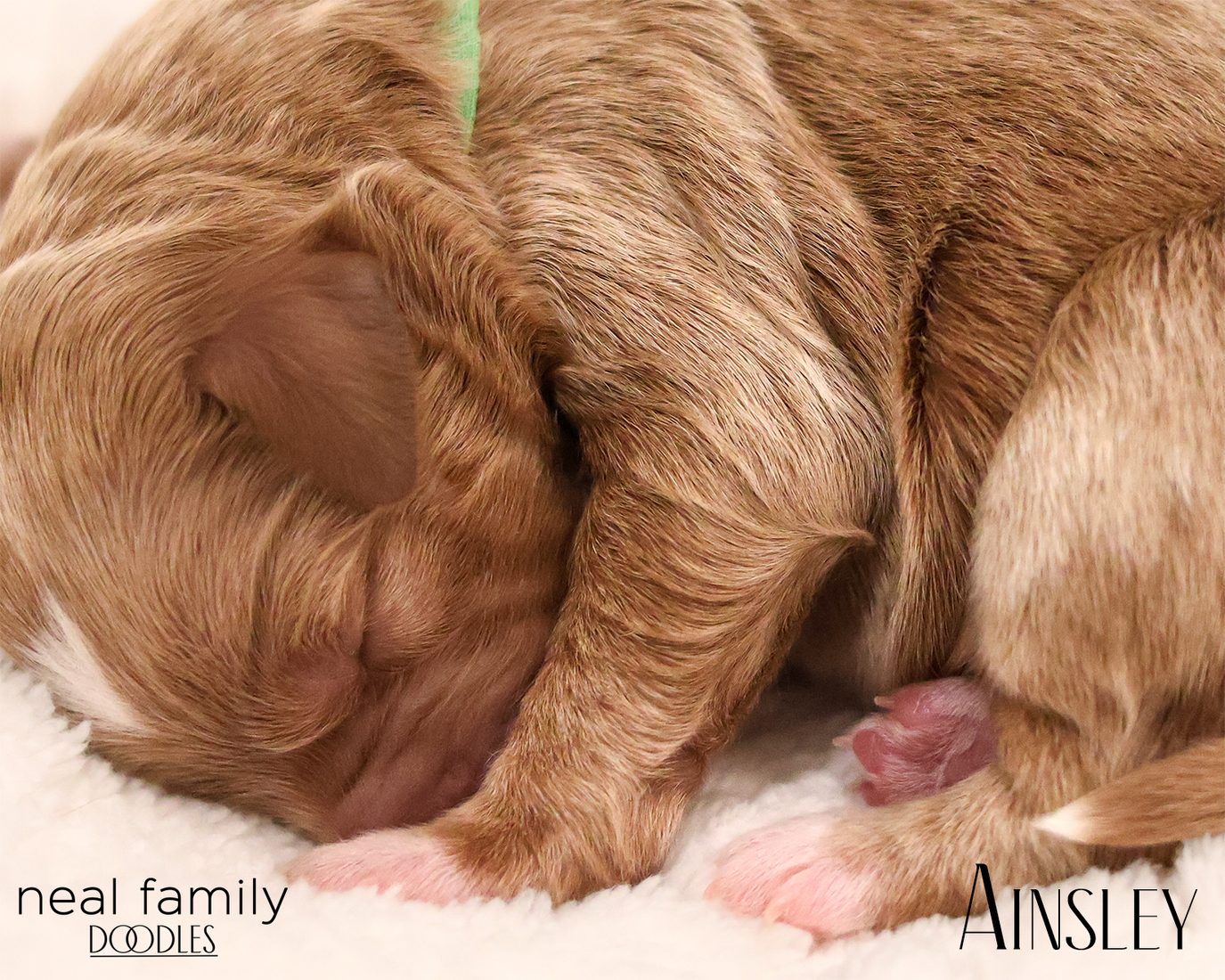 Ainsley 20260129-IMG_9226