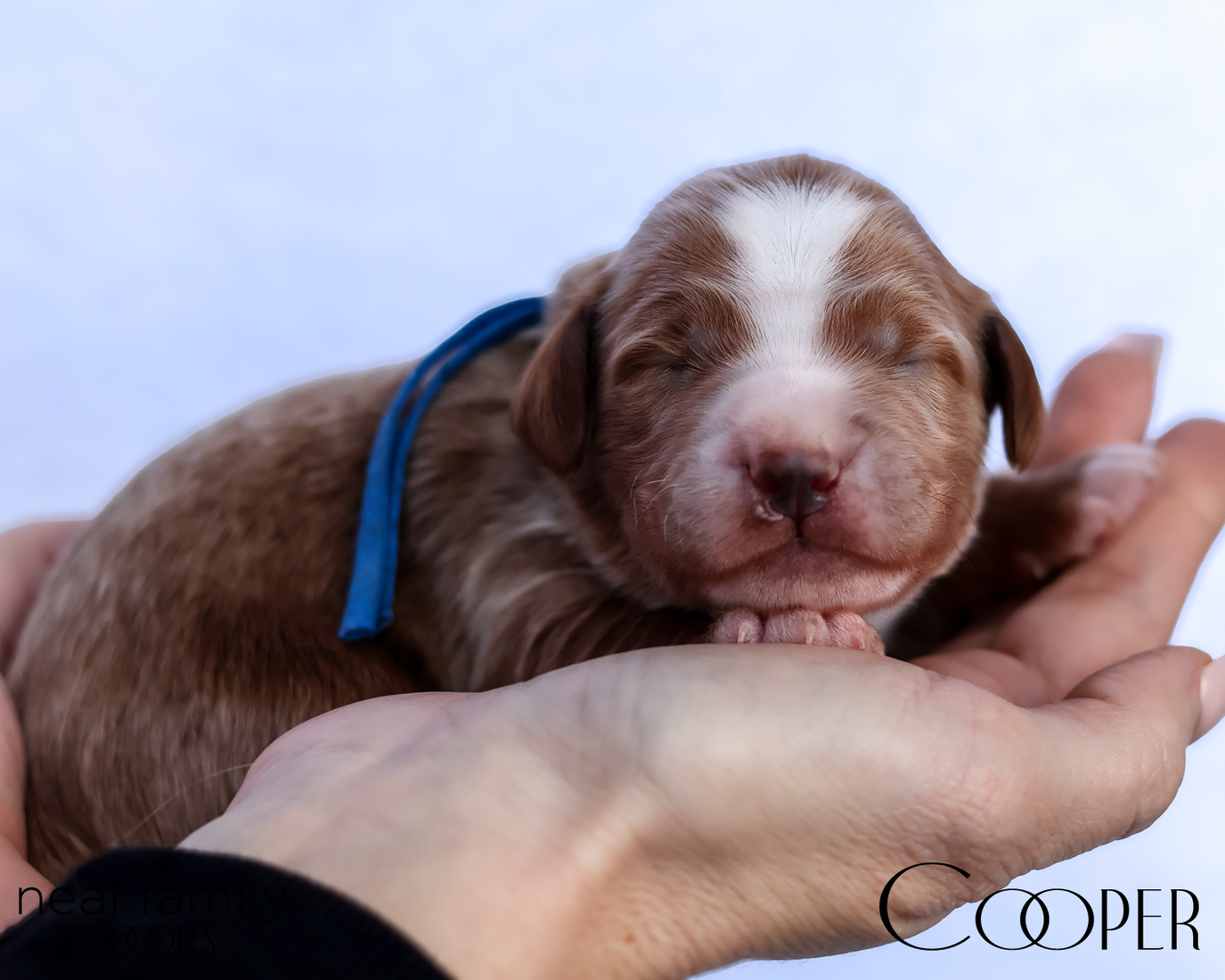 Cooper 20260202-IMG_9510