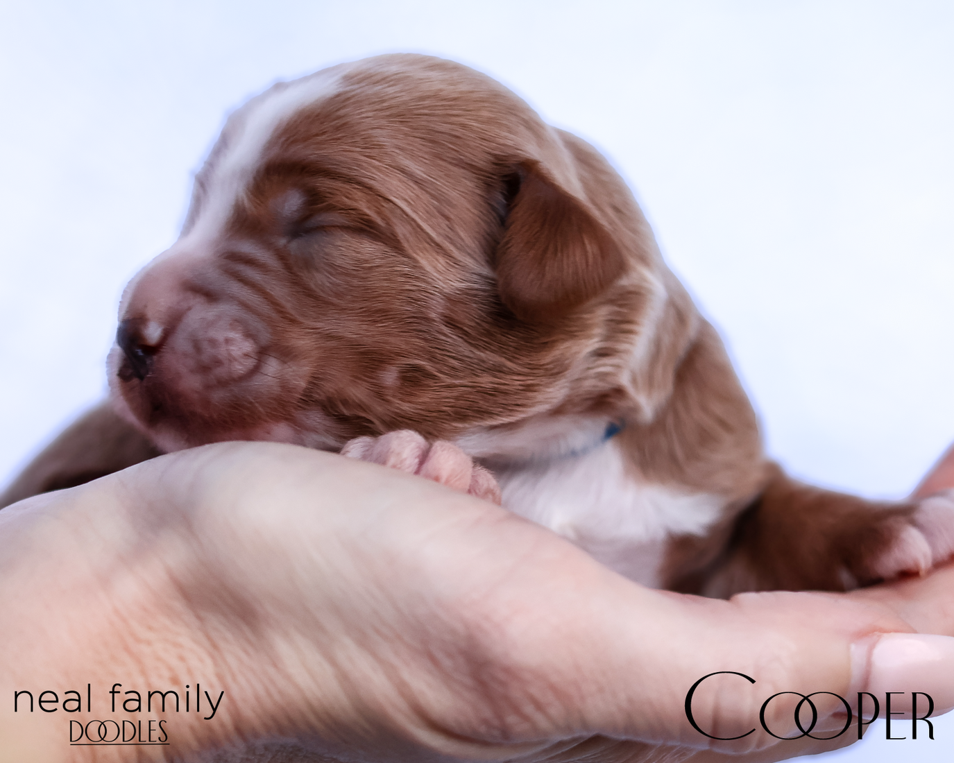 Cooper 20260202-IMG_9508