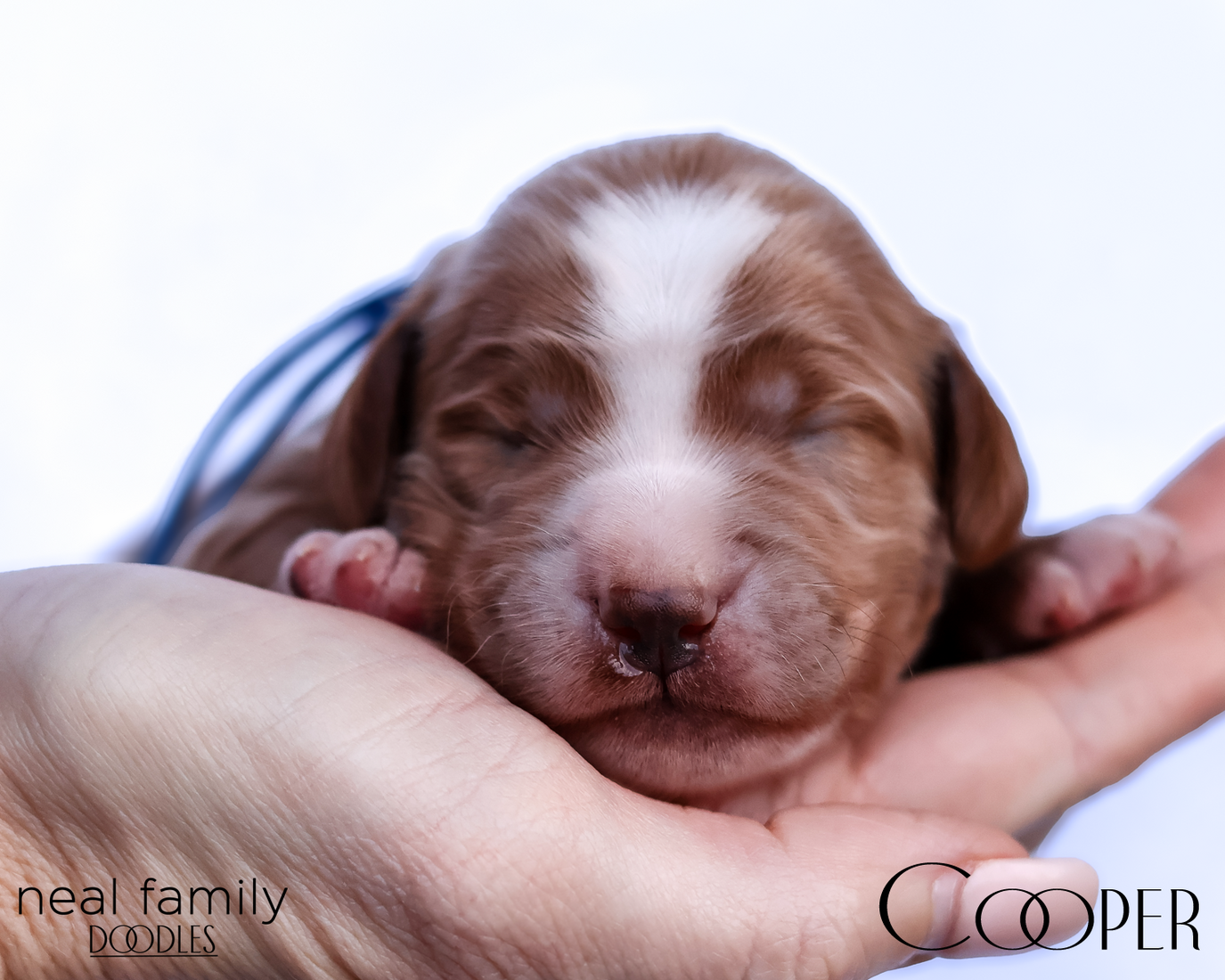 Cooper 20260202-IMG_9506