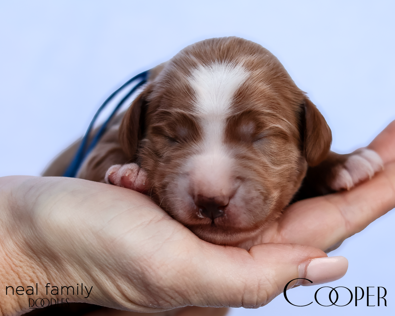 Cooper 20260202-IMG_9505