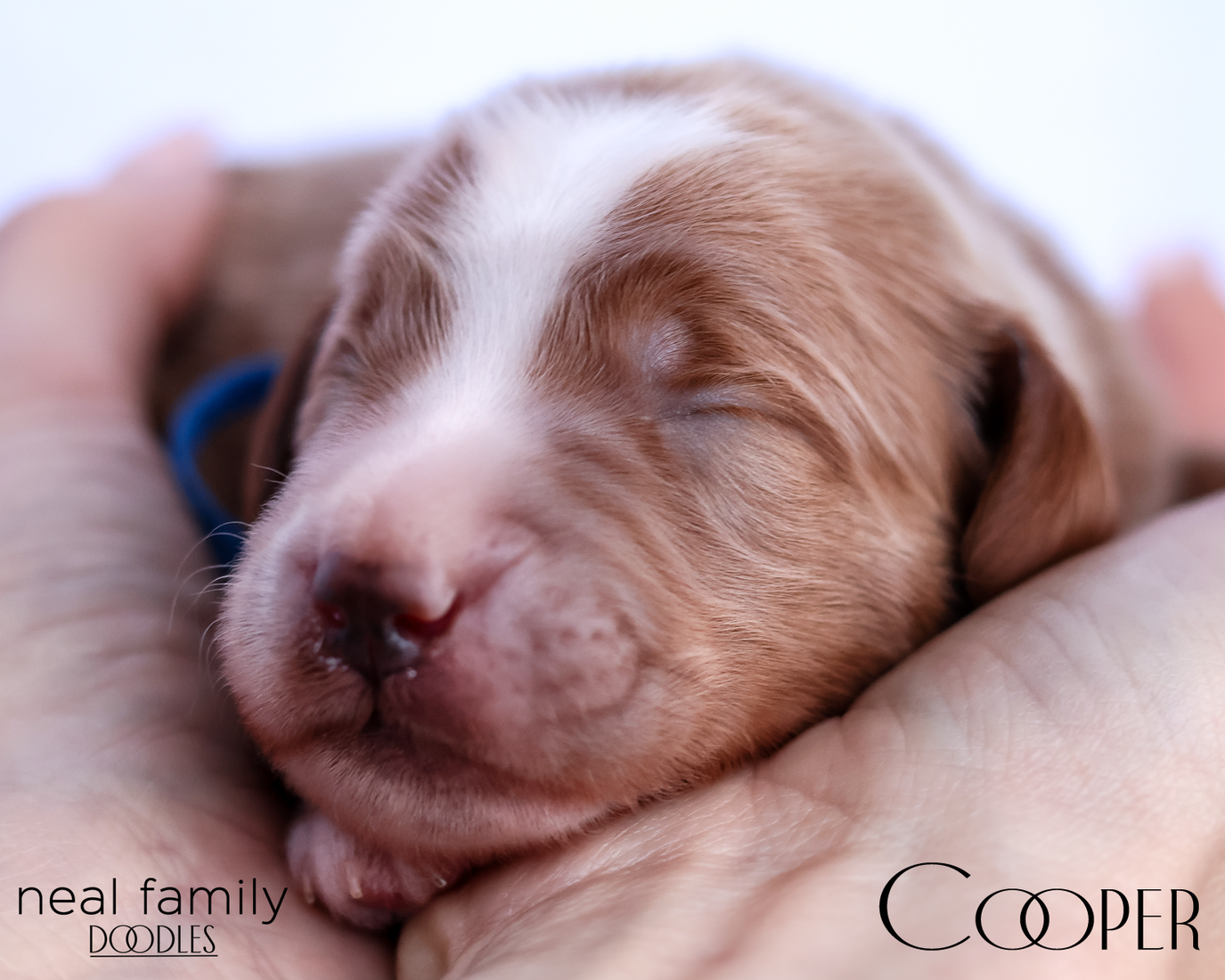 Cooper 20260202-IMG_9502