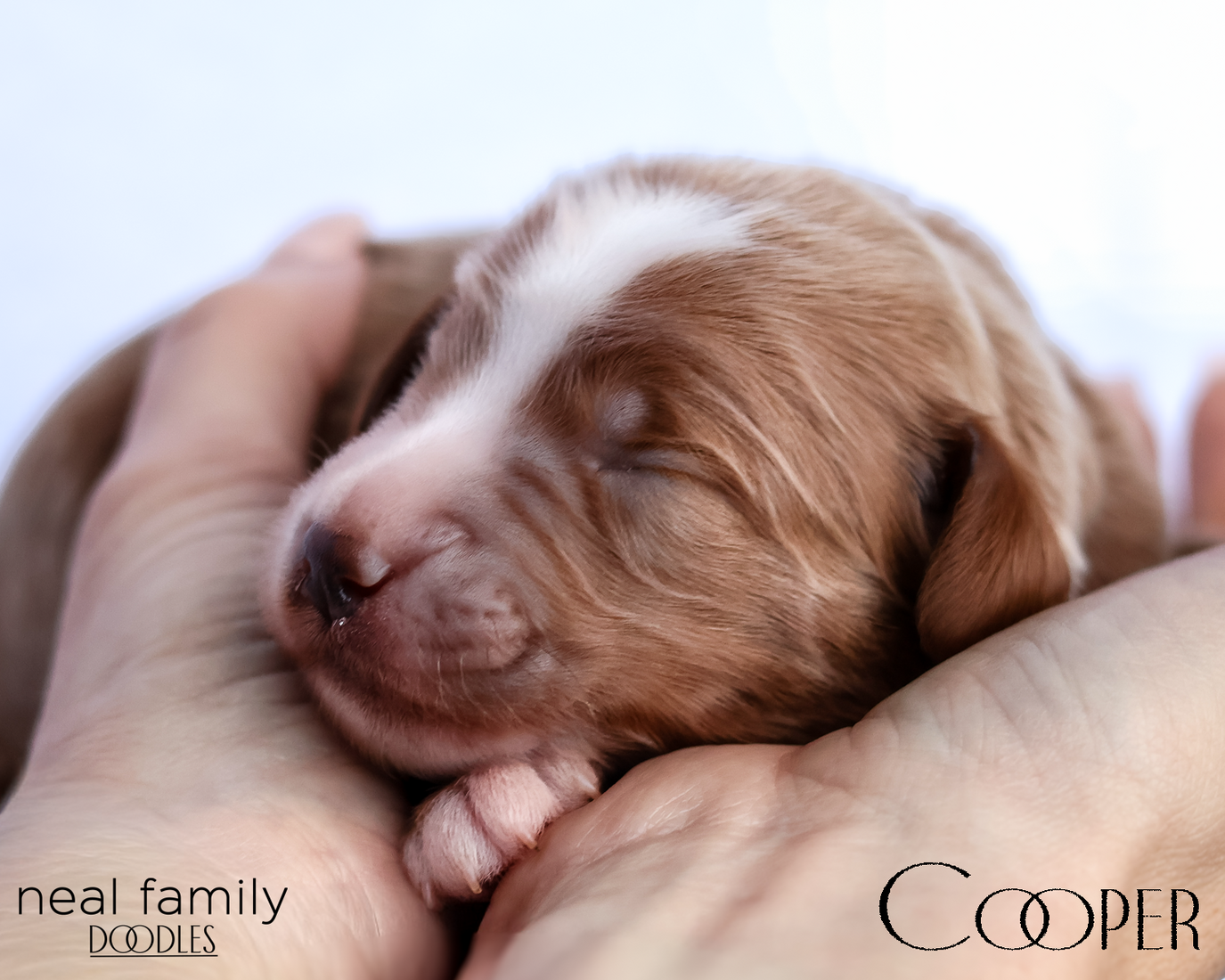 Cooper 20260202-IMG_9500