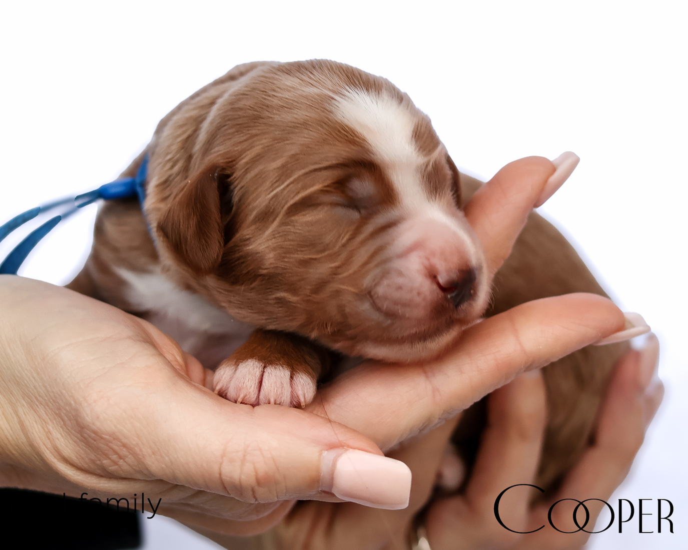 Cooper 20260202-IMG_9491