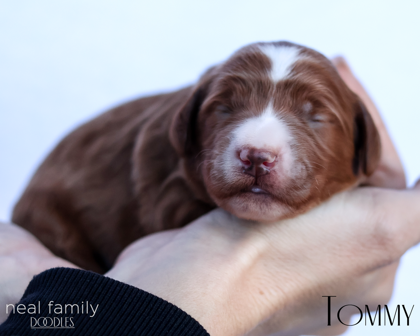 Tommy 20260202-IMG_9544