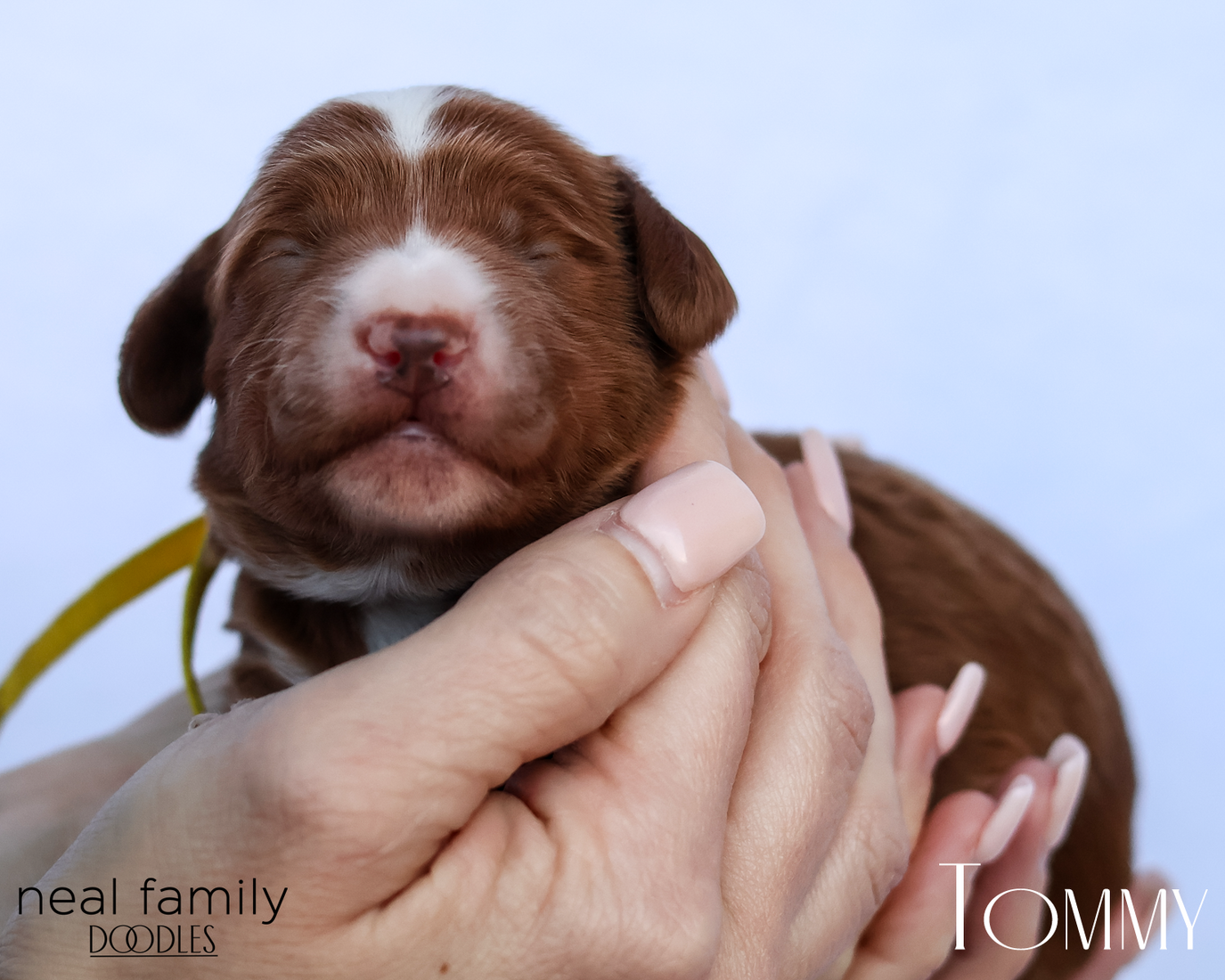 Tommy 20260202-IMG_9530