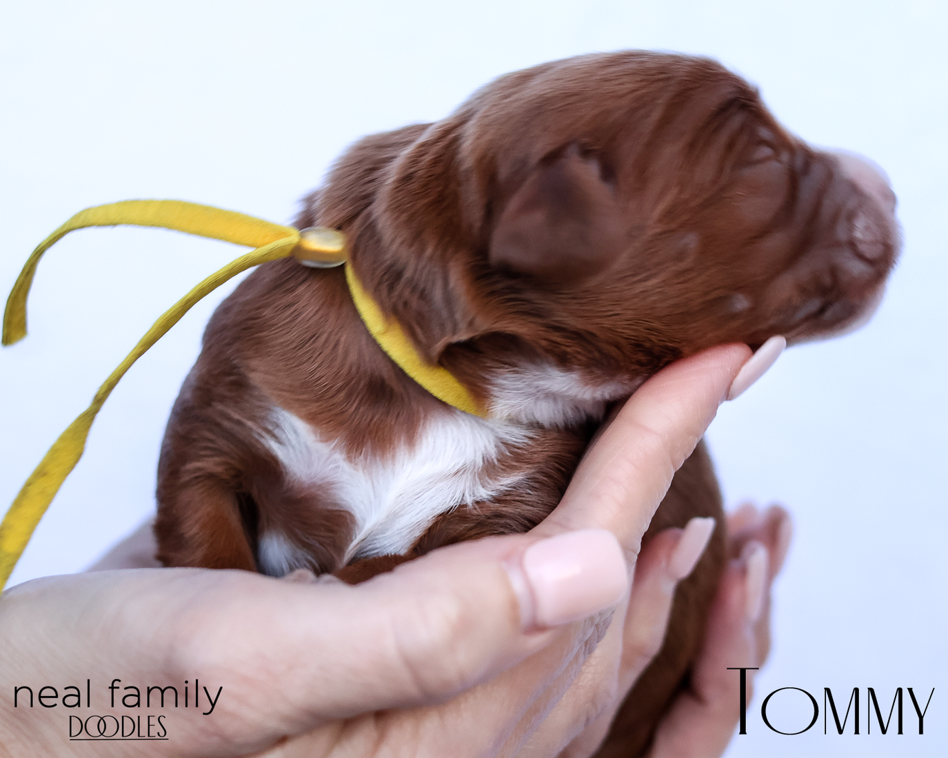 Tommy 20260202-IMG_9525