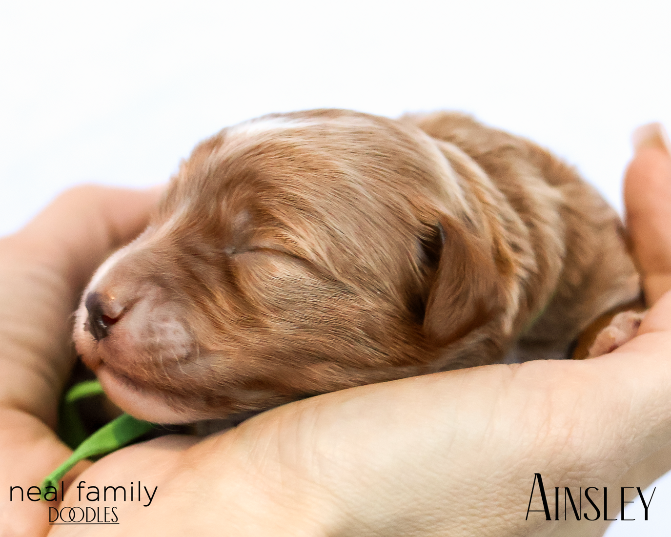 Ainsley 20260202-IMG_9624