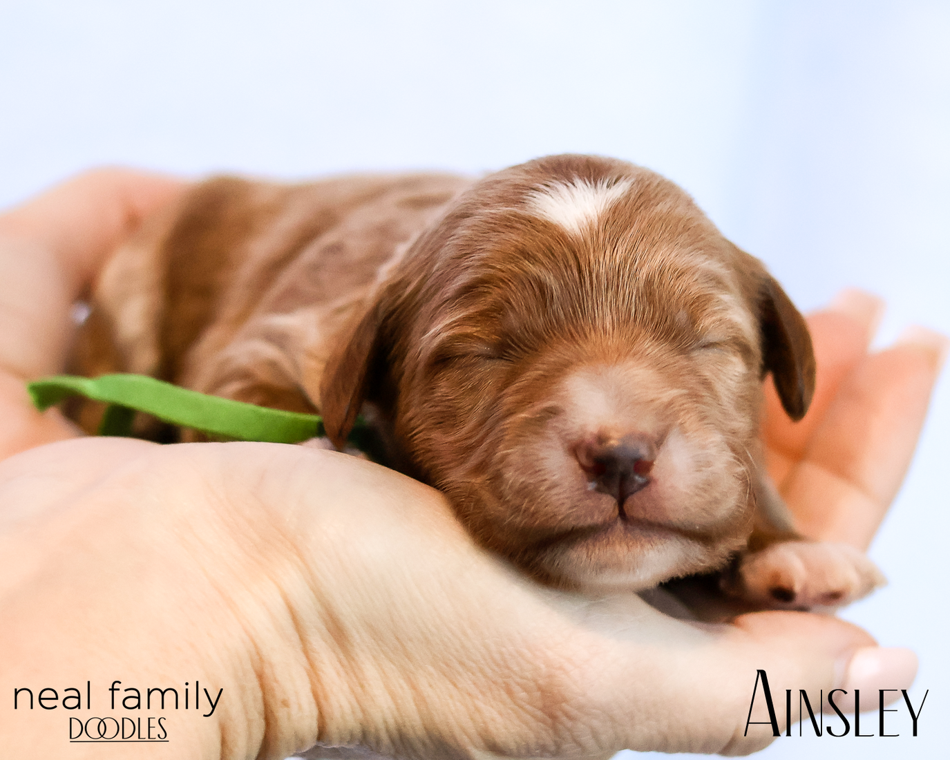 Ainsley 20260202-IMG_9621