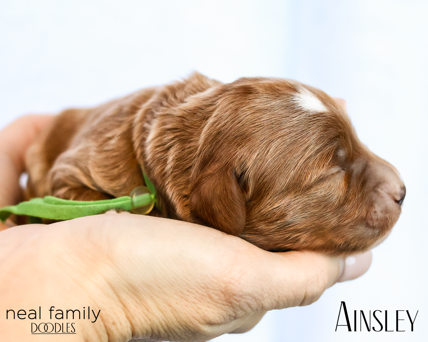 Ainsley 20260202-IMG_9620