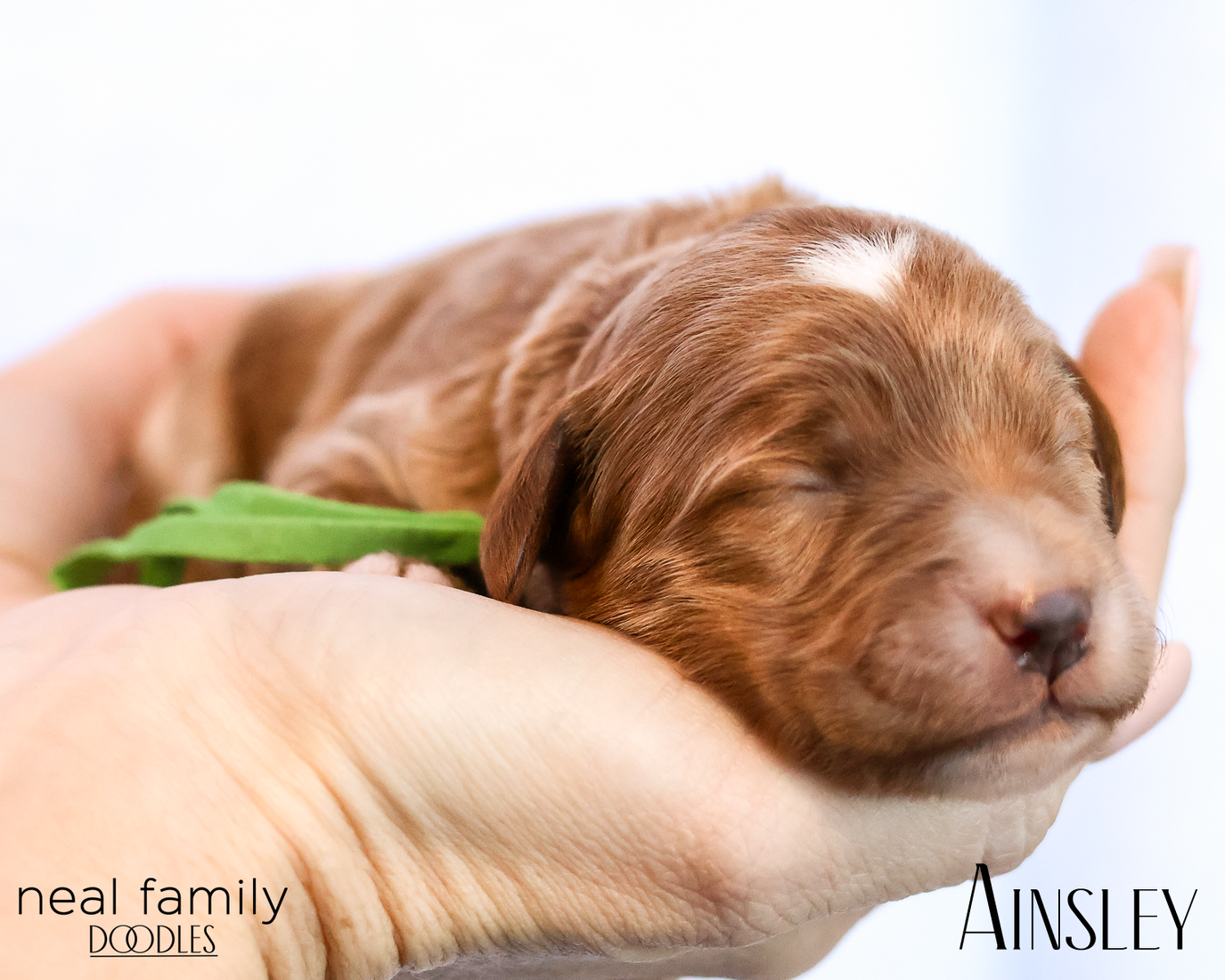 Ainsley 20260202-IMG_9618