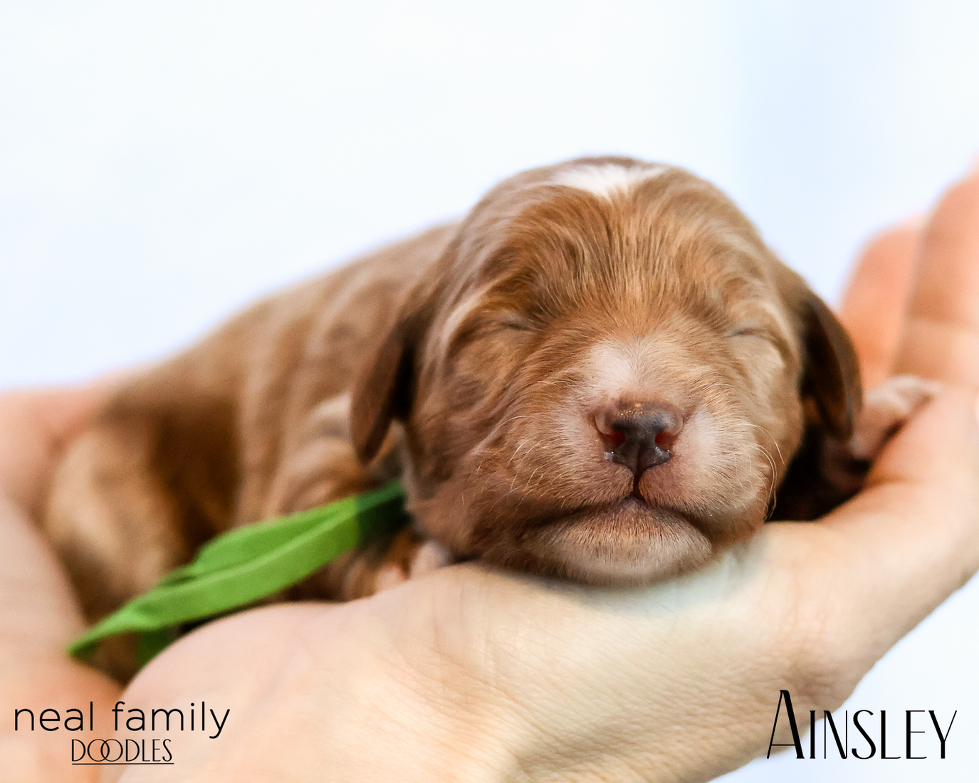 Ainsley 20260202-IMG_9614