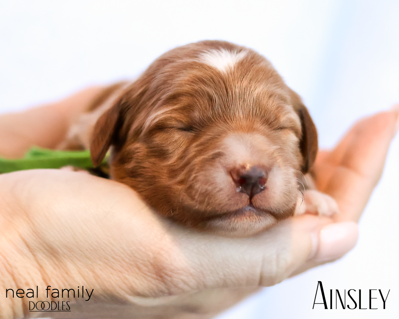 Ainsley 20260202-IMG_9612