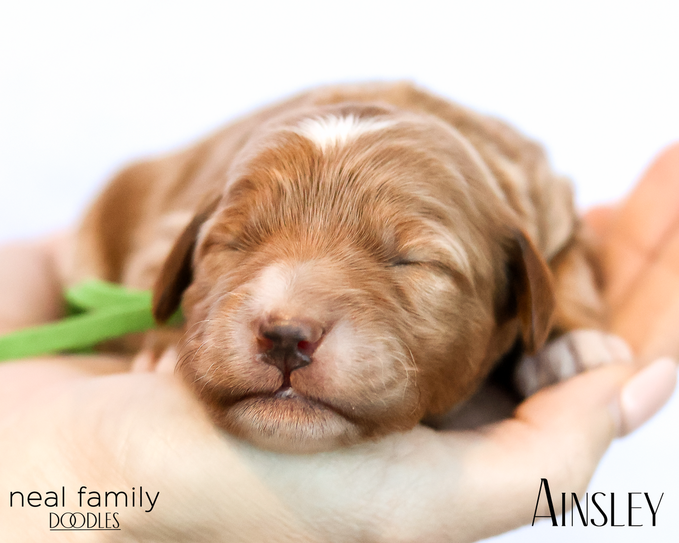 Ainsley 20260202-IMG_9610