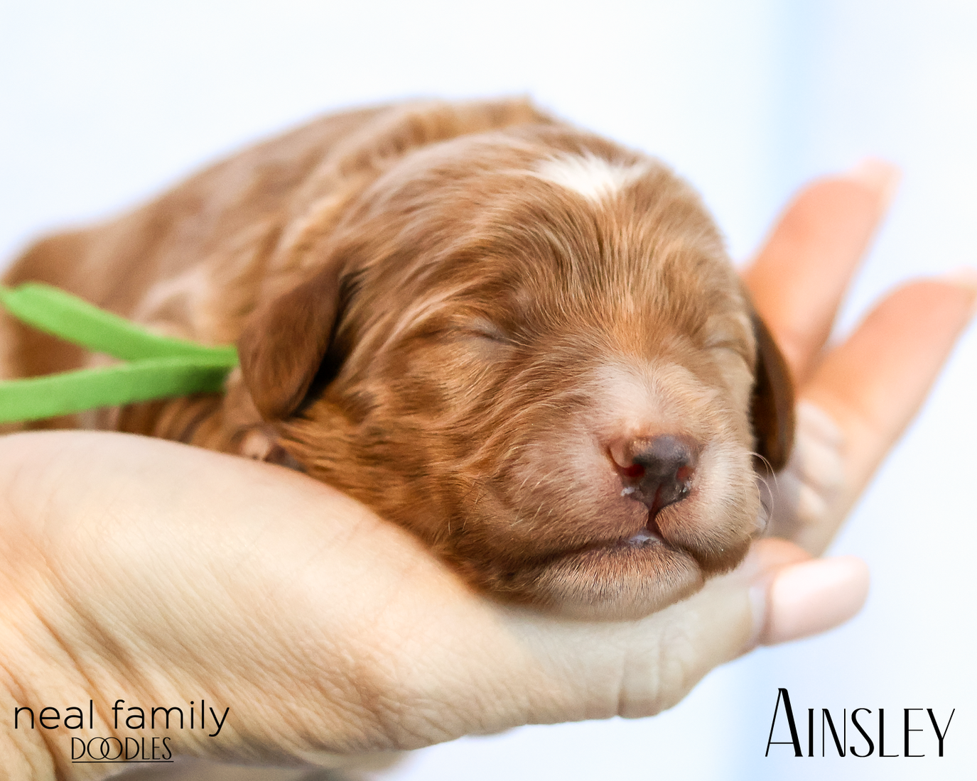 Ainsley 20260202-IMG_9606