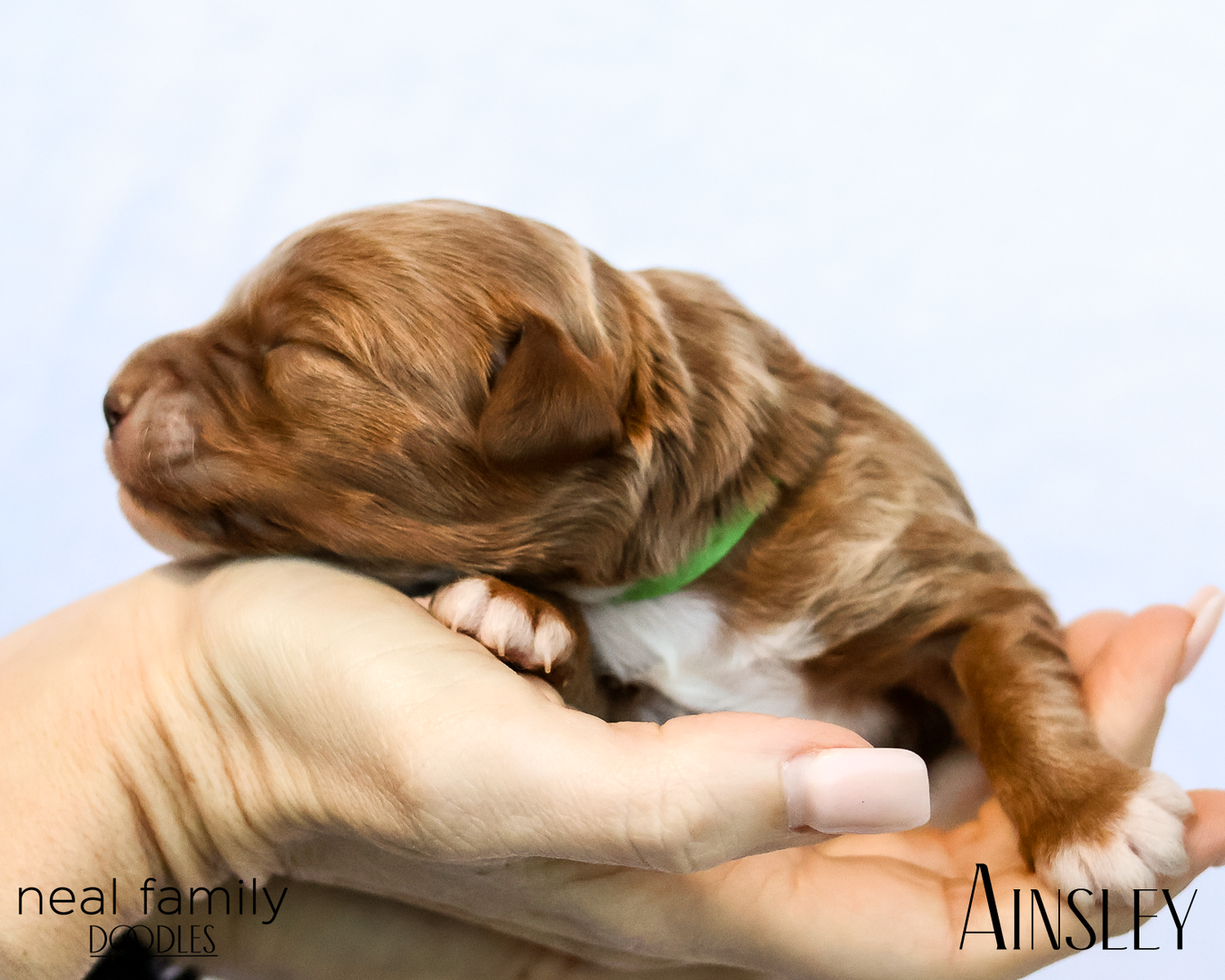 Ainsley 20260202-IMG_9601