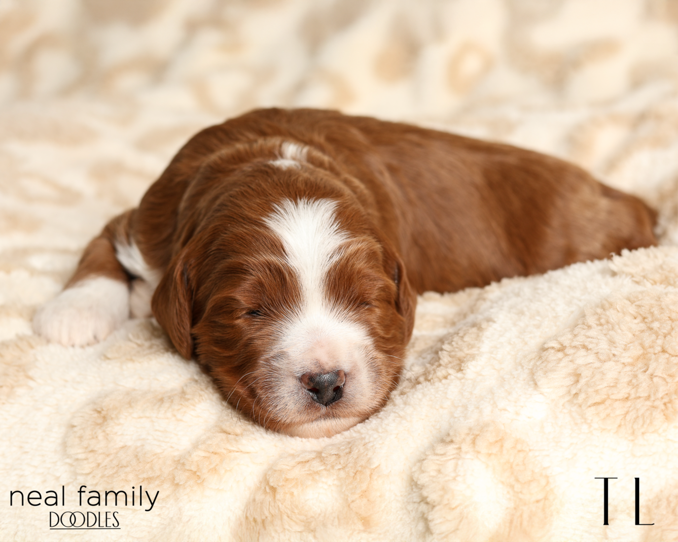 TL Red 20260210-IMG_9702