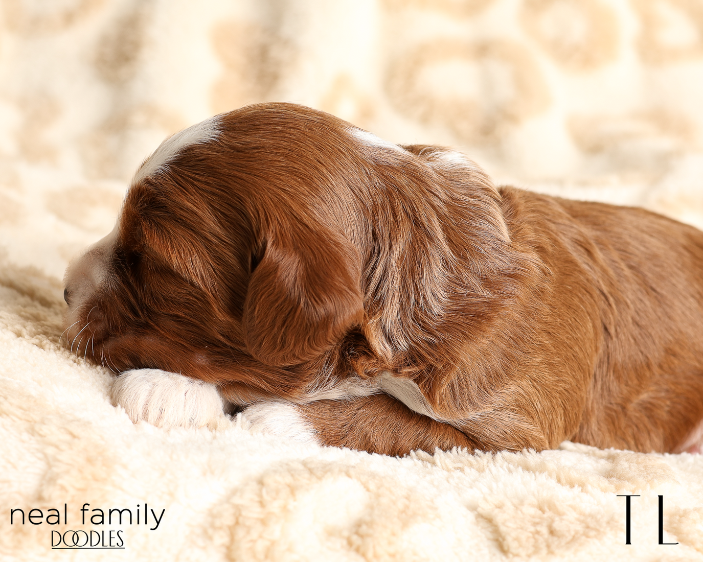 TL Red 20260210-IMG_9695