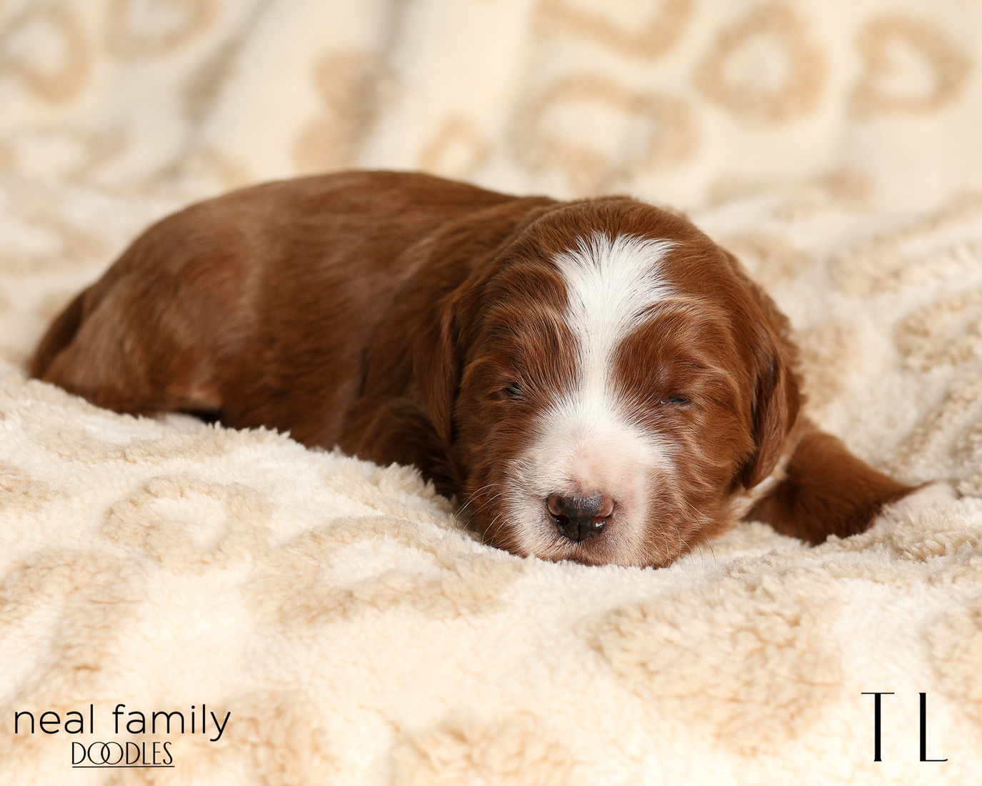 TL Red 20260210-IMG_9664