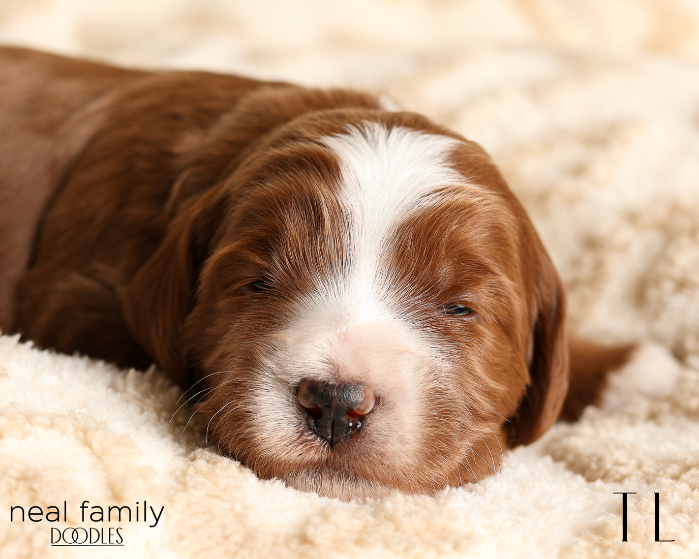 TL Red 20260210-IMG_9656